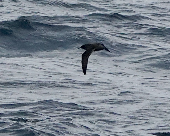 sooty shearwater